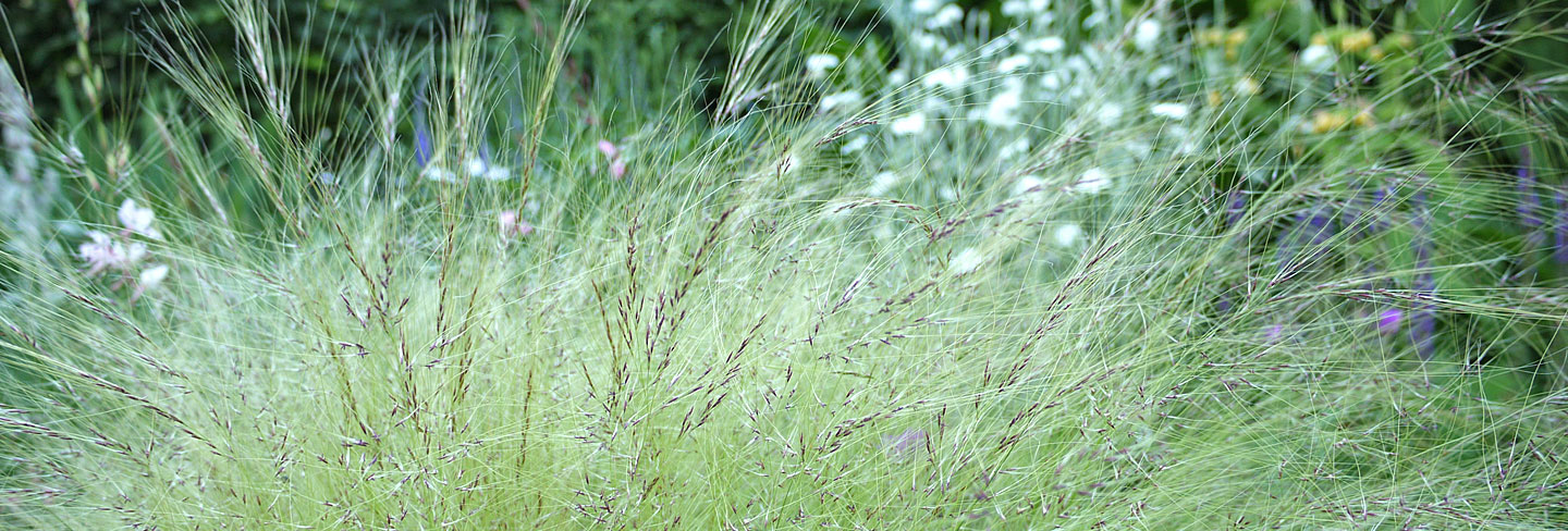 Gartenplanung Frankfurt | Hintergrundbild mit Pflanzen