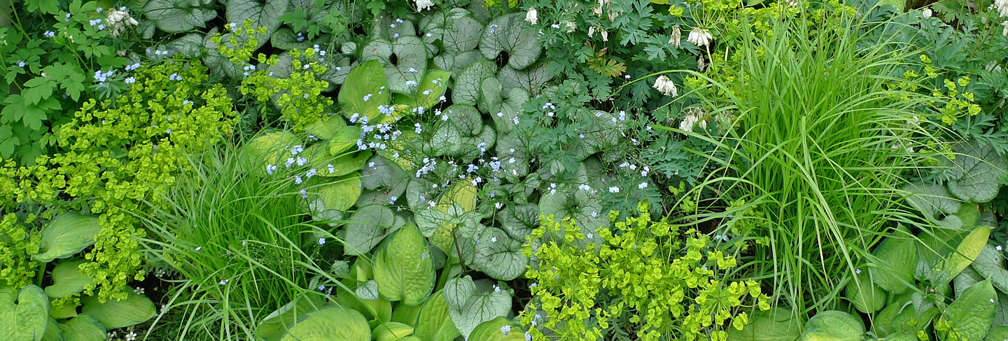 Gartenplanung Frankfurt | Hintergrundbild mit Pflanzen